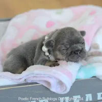 Chanel, a female French Bulldog for sale in Miami, FL – Photo 1 of 5