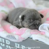 Chanel, a female French Bulldog for sale in Miami, FL – Photo 4 of 5