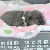 Chanel, a female French Bulldog for sale in Miami, FL – Photo 3 of 5