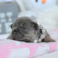 Chanel, a female French Bulldog for sale in Miami, FL – Photo 5 of 5