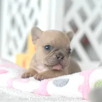 Honey, a female French Bulldog for sale in Miami, FL – 3 of 5