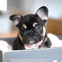 Dior, a female French Bulldog for sale in Miami, FL – 4 of 5