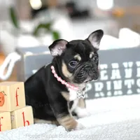 Dior, a female French Bulldog for sale in Miami, FL – 2 of 5
