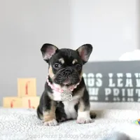 Dior, a female French Bulldog for sale in Miami, FL – Photo 1 of 5