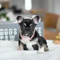 Dior, a female French Bulldog for sale in Miami, FL – 3 of 5