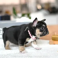 Dior, a female French Bulldog for sale in Miami, FL – 5 of 5
