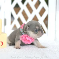 Lumi Lilac, a female French Bulldog for sale in Pompano Beach, FL – 5 of 5