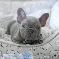 Jasper, a male French Bulldog for sale in Pompano Beach, FL – 3 of 7