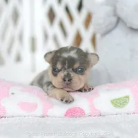 Burberry, a female French Bulldog for sale in Miami, FL – 5 of 5