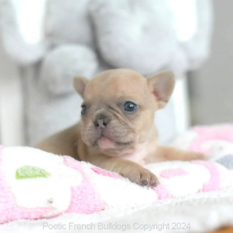 Honey – French Bulldog puppy for sale in Miami, FL