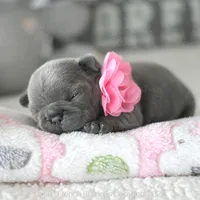 Bitsy, a female French Bulldog for sale in Pompano Beach, FL – 3 of 7