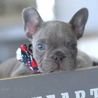 Valentino, a male French Bulldog for sale in Pompano Beach, FL – 2 of 5