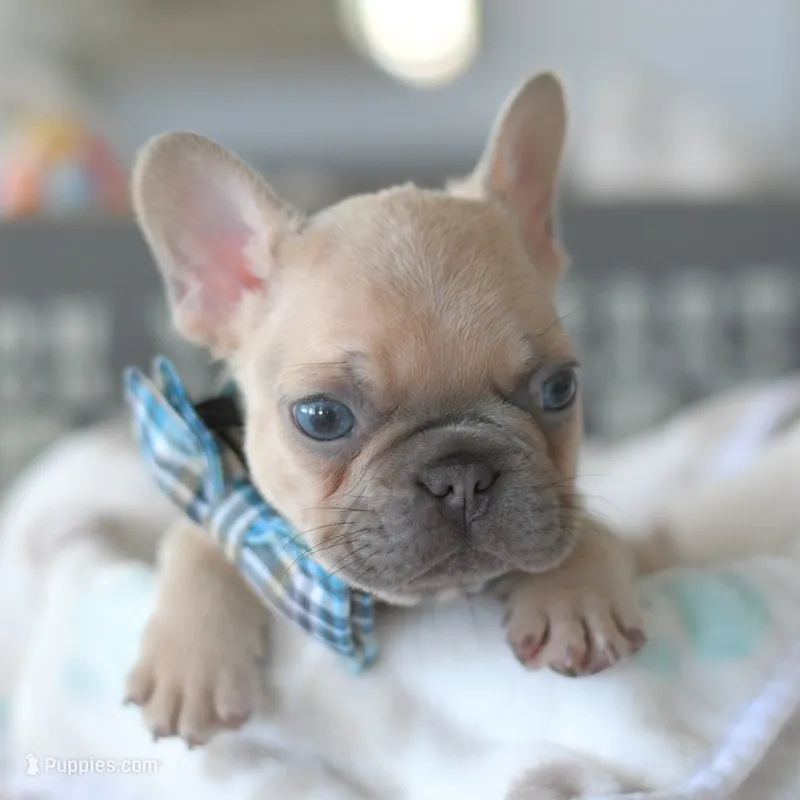 Aston – French Bulldog puppy for sale in Pompano Beach, FL