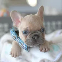 Aston, a male French Bulldog for sale in Pompano Beach, FL – 5 of 6