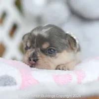 Burberry, a female French Bulldog for sale in Miami, FL – 2 of 5