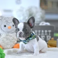 Waffles, a male French Bulldog for sale in Miami, FL – Photo 4 of 5