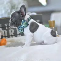 Waffles, a male French Bulldog for sale in Miami, FL – Photo 3 of 5