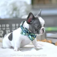 Waffles, a male French Bulldog for sale in Miami, FL – Photo 1 of 5