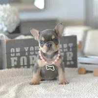 Hensley, a female French Bulldog for sale in Pompano Beach, FL – 3 of 6