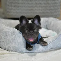 Reserved, a male French Bulldog for sale in Miami, FL – Photo 5 of 5