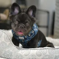 Reserved, a male French Bulldog for sale in Miami, FL – Photo 2 of 5