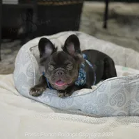 Reserved, a male French Bulldog for sale in Miami, FL – Photo 3 of 5