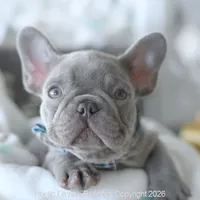 Jasper, a male French Bulldog for sale in Pompano Beach, FL – 4 of 7