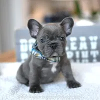 Oliver, a male French Bulldog for sale in Miami, FL – Photo 1 of 5