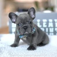 Oliver, a male French Bulldog for sale in Miami, FL – Photo 3 of 5