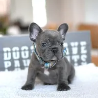 Oliver, a male French Bulldog for sale in Miami, FL – Photo 5 of 5