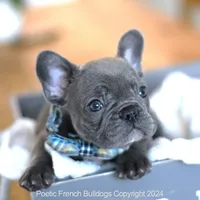 Oliver, a male French Bulldog for sale in Miami, FL – Photo 4 of 5