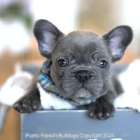 Oliver, a male French Bulldog for sale in Miami, FL – Photo 2 of 5