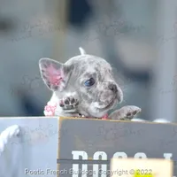 Reserved, a female French Bulldog for sale in Miami, FL – Photo 3 of 5