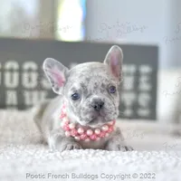 Reserved, a female French Bulldog for sale in Miami, FL – Photo 1 of 5