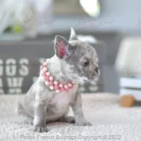 Reserved, a female French Bulldog for sale in Miami, FL – Photo 2 of 5