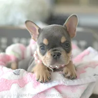 Hensley, a female French Bulldog for sale in Pompano Beach, FL – 2 of 6