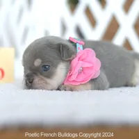 Lumi Lilac, a female French Bulldog for sale in Miami, FL – 4 of 4