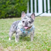 Cora, a female French Bulldog for sale in Miami, FL – Photo 4 of 5