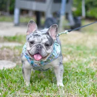 Cora, a female French Bulldog for sale in Miami, FL – Photo 3 of 5