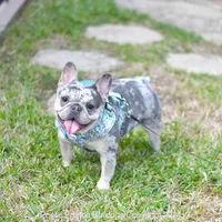 Cora, a female French Bulldog for sale in Miami, FL – Photo 5 of 5