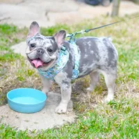 Cora, a female French Bulldog for sale in Miami, FL – Photo 1 of 5