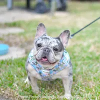 Cora, a female French Bulldog for sale in Miami, FL – Photo 2 of 5