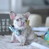 Meatball, a male French Bulldog for sale in Miami, FL – Photo 1 of 5