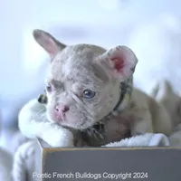 Meatball, a male French Bulldog for sale in Miami, FL – Photo 5 of 5