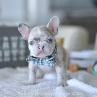 Meatball, a male French Bulldog for sale in Miami, FL – Photo 3 of 5