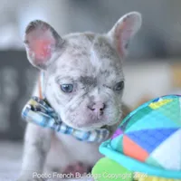 Meatball, a male French Bulldog for sale in Miami, FL – Photo 2 of 5