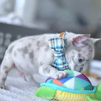 Meatball, a male French Bulldog for sale in Miami, FL – Photo 4 of 5