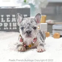 Reserved, a female French Bulldog for sale in Miami, FL – Photo 1 of 5