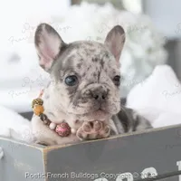 Reserved, a female French Bulldog for sale in Miami, FL – Photo 3 of 5