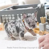 Reserved, a female French Bulldog for sale in Miami, FL – Photo 4 of 5